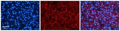 Immunohistochemistry-Paraffin: PDLIM5 Antibody [NBP3-10318]