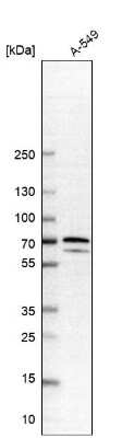 Western Blot: PDLIM5 Antibody [NBP1-84842]