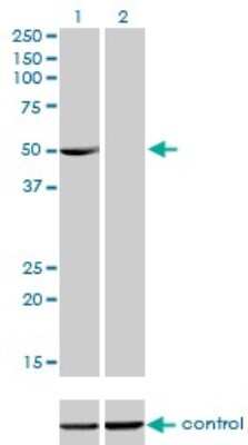 Western Blot: PDLIM7 Antibody (2D6) [H00009260-M01]