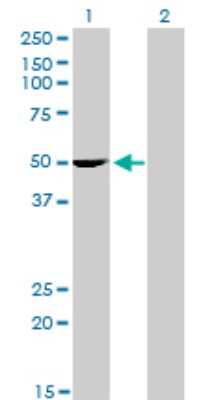 Western Blot: PDLIM7 Antibody (2D6) [H00009260-M01]