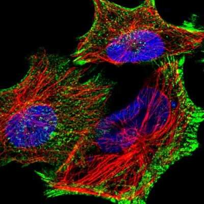 Immunocytochemistry/ Immunofluorescence: PDLIM7 Antibody [NBP1-84841]
