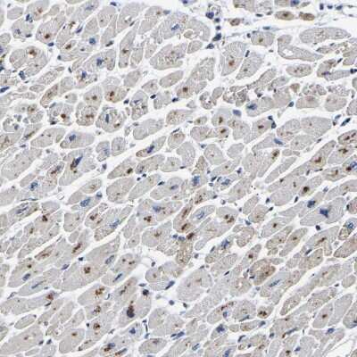 Immunohistochemistry-Paraffin: PDLIM7 Antibody [NBP1-84841]