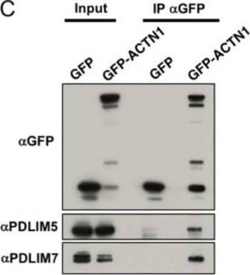 Western Blot: PDLIM7 Antibody [NBP1-84841]