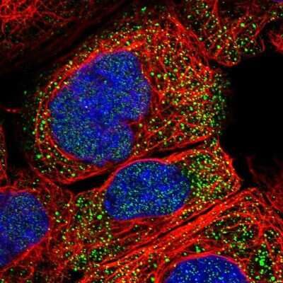 Immunocytochemistry/ Immunofluorescence: PDP1/PPAPDC2 Antibody [NBP1-83443]