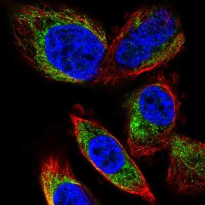 Immunocytochemistry/ Immunofluorescence: PDP2 Antibody [NBP2-57082]