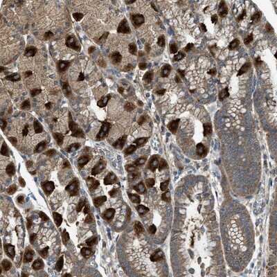Immunohistochemistry-Paraffin: PDP2 Antibody [NBP1-82912]