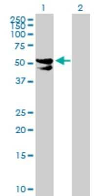 Western Blot: PDP2 Antibody [H00057546-B01P]