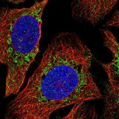 Immunocytochemistry/ Immunofluorescence: PDP3 Antibody [NBP2-56430]