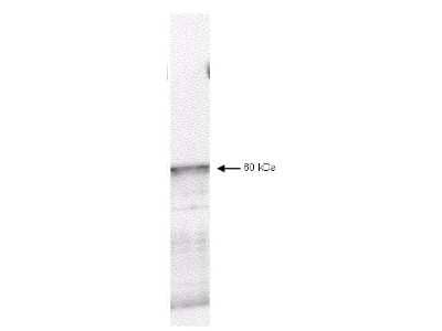 Western Blot: PDK-1 Antibody [NBP2-44132]