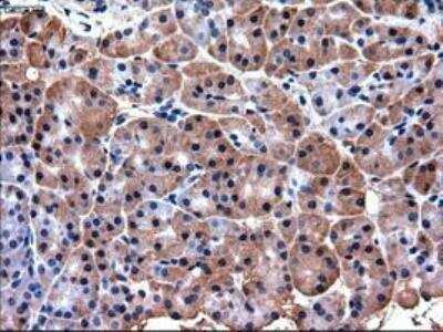 Immunohistochemistry-Paraffin: PDX-1/IPF1 Antibody (OTI2A12) [NBP1-47910]