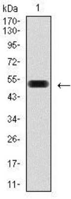 Western Blot: PDX-1/IPF1 Antibody (2G12)BSA Free [NBP2-37504]