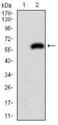 Western Blot: PDX-1/IPF1 Antibody (5A5)BSA Free [NBP2-37506]