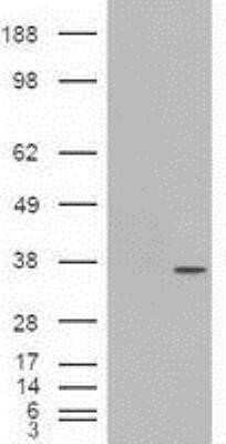 Western Blot: PDX-1/IPF1 Antibody (OTI2A12)Azide and BSA Free [NBP2-73330]