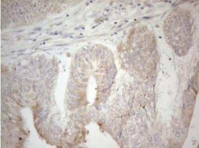Immunohistochemistry: PDX-1/IPF1 Antibody (OTI3H3) - Azide and BSA Free [NBP2-73332]