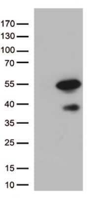 Western Blot: PDX-1/IPF1 Antibody (OTI3H3)Azide and BSA Free [NBP2-73332]