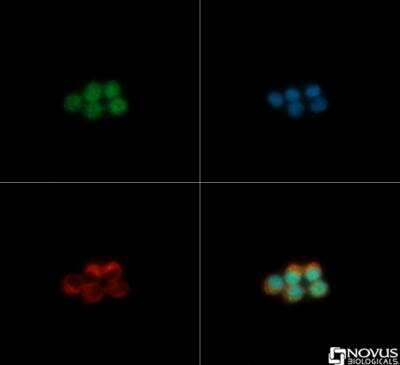 Immunocytochemistry/ Immunofluorescence: PDX-1/IPF1 Antibody - BSA Free [NBP2-22150]