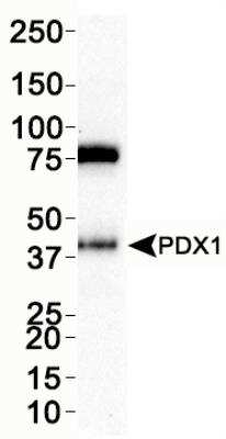 Western Blot: PDX-1/IPF1 AntibodyBSA Free [NBP2-22150]