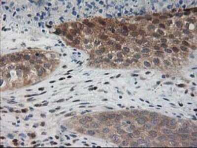 Immunohistochemistry-Paraffin: Pyridoxal Kinase/PDXK Antibody (OTI5H5) [NBP2-00821]
