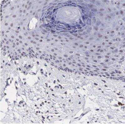 Immunohistochemistry-Paraffin: PDXP Antibody [NBP2-48487]