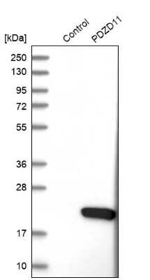 Western Blot: PDZD11 Antibody [NBP1-80932]