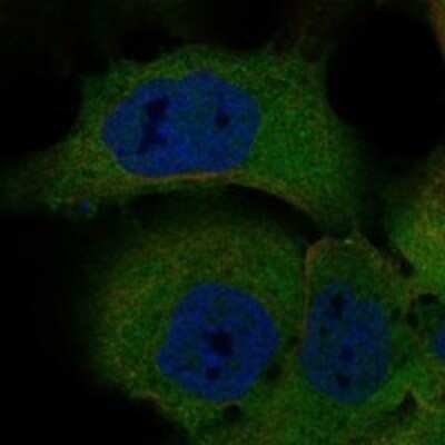 Immunocytochemistry/ Immunofluorescence: PDZD2/PDZK3 Antibody [NBP3-17289]