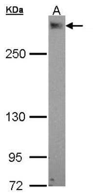 Western Blot: PDZD2/PDZK3 Antibody [NBP1-33651]