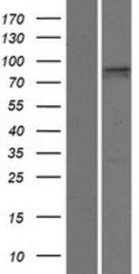 Western Blot: PDZD4 Overexpression Lysate [NBP2-06014]