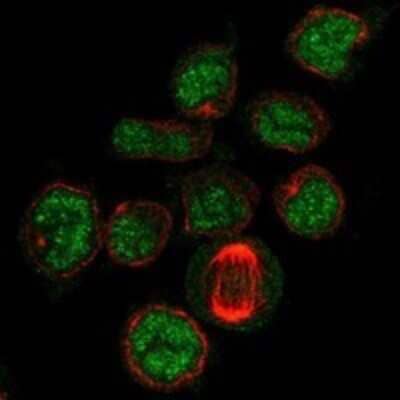 Immunocytochemistry/ Immunofluorescence: PDZD7 Antibody [NBP3-17529]