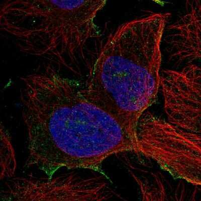 Immunocytochemistry/ Immunofluorescence: PDZD8 Antibody [NBP2-58671]