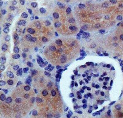 Immunohistochemistry: PDZK1 Antibody [NB400-149]