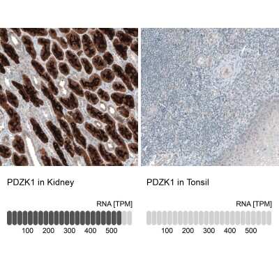 Immunohistochemistry-Paraffin: PDZK1 Antibody [NBP1-82572]