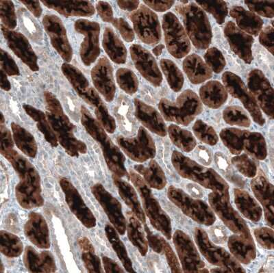 Immunohistochemistry-Paraffin: PDZK1 Antibody [NBP1-82572]