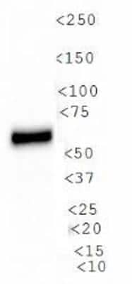 Western Blot: PDZK1 Antibody [NB400-149]