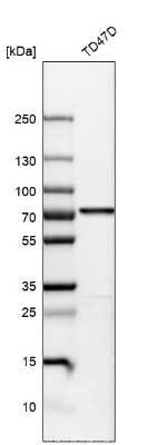 Western Blot: PDZK1 Antibody [NBP1-82573]