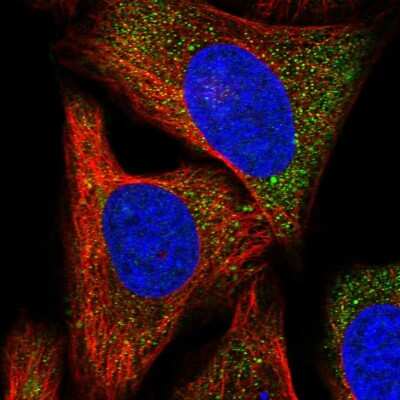 Immunocytochemistry/ Immunofluorescence: PDZRN3 Antibody [NBP1-81441]