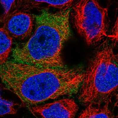 Immunocytochemistry/ Immunofluorescence: PDZRN3 Antibody [NBP2-55802]