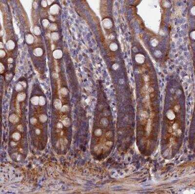 Immunohistochemistry-Paraffin: PDZRN3 Antibody [NBP1-81441]