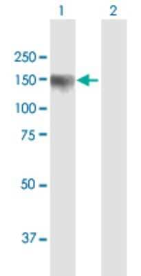 Western Blot: PDZRN3 Antibody [H00023024-B01P]