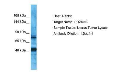 Western Blot: PDZRN3 Antibody [NBP2-88029]