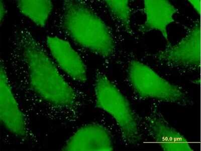 Immunocytochemistry/ Immunofluorescence: PDZRN4 Antibody [H00029951-B01P]