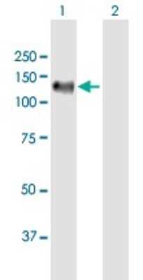 Western Blot: PDZRN4 Antibody [H00029951-B01P]