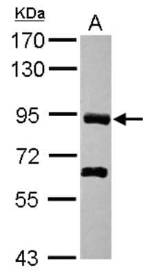 Western Blot: PDZRN4 Antibody [NBP2-19762]