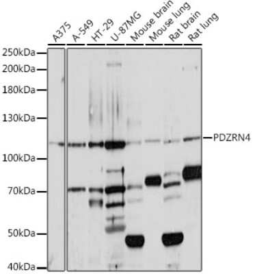 Western Blot: PDZRN4 AntibodyAzide and BSA Free [NBP2-93824]