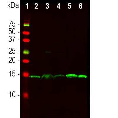 Immunocytochemistry/ Immunofluorescence: PEA-15 Antibody [NBP3-05544]