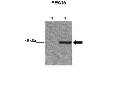 Western Blot: PEA-15 Antibody [NBP2-88031]