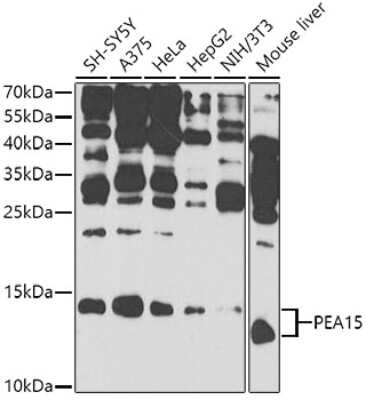 Western Blot: PEA-15 AntibodyBSA Free [NBP2-93741]