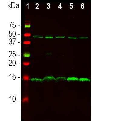 Western Blot: PEA-15 Antibody [NBP3-05543]