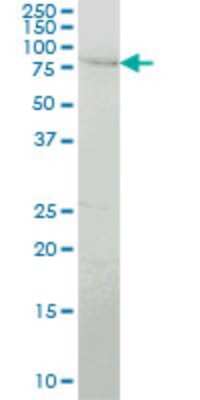 Western Blot: PEAK1 Antibody (1G9) [H00079834-M04]