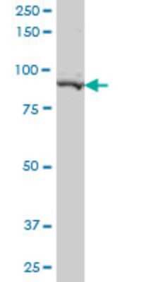 Western Blot: PEAK1 Antibody (3E7) [H00079834-M02]