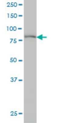 Western Blot: PEAK1 Antibody (3G7) [H00079834-M01]